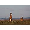 Brown hare (lepus europaeus)