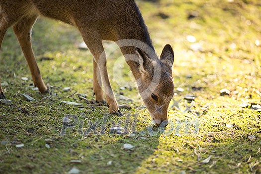 Sika deer (lat. Cervus nippon) Sika deer (lat. Cervus nippon)