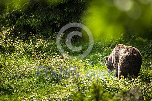 Brown bear (Ursus arctos) Brown bear (Ursus arctos)