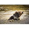 Brown bear (Ursus arctos)