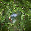 Relaxing larch greenery: closeup of European larch (Larix decidua) foliage with cones (selective focus)