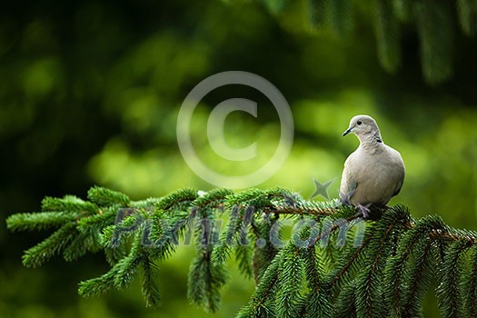 Collared dove, (Streptopelia decaocto) on a branch Collared dove, (Streptopelia decaocto) on a branch