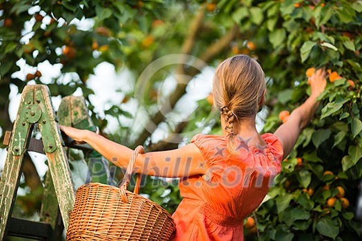 Pretty, young woman picking apricots lit by warm summer evening light (shallow DOF; color toned image) Pretty, young woman picking apricots lit by warm summer evening light (shallow DOF; color toned image)