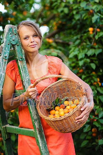 Pretty, young woman picking apricots lit by warm summer evening light (shallow DOF; color toned image)