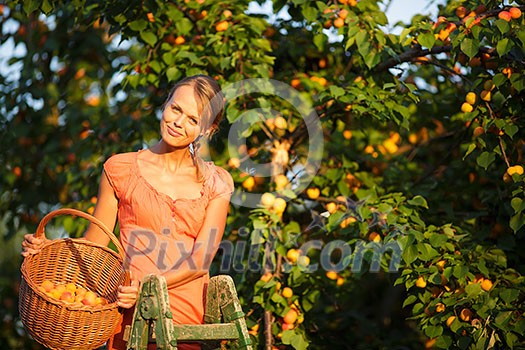 Pretty, young woman picking apricots lit by warm summer evening light (shallow DOF; color toned image) Pretty, young woman picking apricots lit by warm summer evening light (shallow DOF; color toned image)