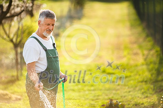 Portrait of a handsome senior man gardening in his garden (color toned image) Portrait of a handsome senior man gardening in his garden (color toned image)