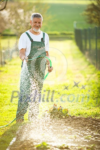 Portrait of a handsome senior man gardening in his garden, on a lovely spring day (color toned image) Portrait of a handsome senior man gardening in his garden, on a lovely spring day (color toned image)