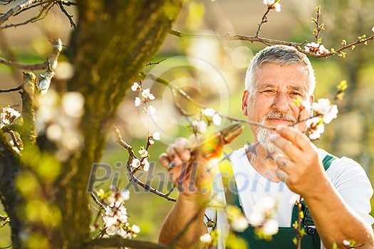 Portrait of a handsome senior man gardening in his garden, on a lovely spring day (color toned image)