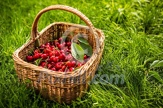 Freshly picked cherries in a basket in the garden Freshly picked cherries in a basket in the garden
