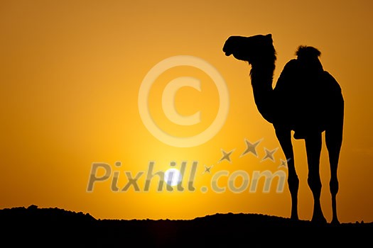 Sun going down in a hot desert: silhouette of a wild camel at sunset Sun going down in a hot desert: silhouette of a wild camel at sunset