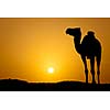 Sun going down in a hot desert: silhouette of a wild camel at sunset