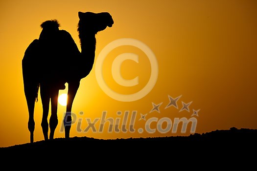 Sun going down in a hot desert: silhouette of a wild camel at sunset Sun going down in a hot desert: silhouette of a wild camel at sunset