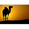 Sun going down in a hot desert: silhouette of a wild camel at sunset