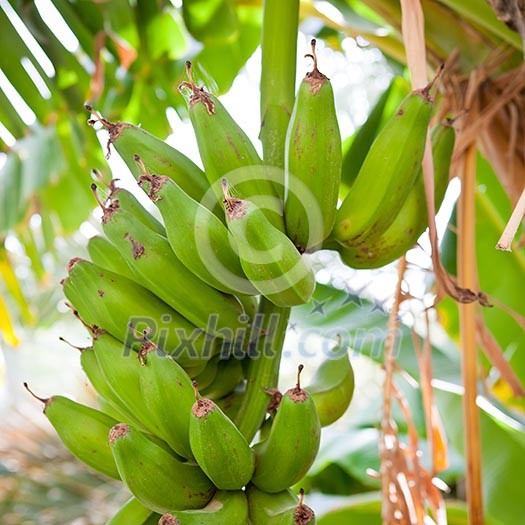 Bunch of bananas hanging from a banana tree (Salalah, Oman) Bunch of bananas hanging from a banana tree (Salalah, Oman)