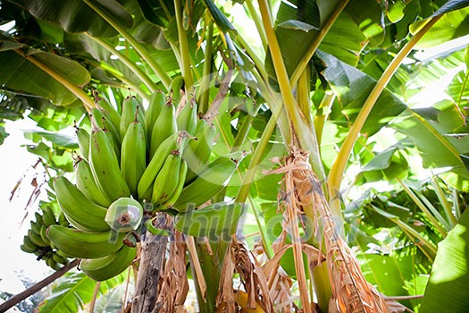 Bunch of bananas hanging from a banana tree (Salalah, Oman) Bunch of bananas hanging from a banana tree (Salalah, Oman)