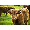 Cows grazing on a lovely green pasture