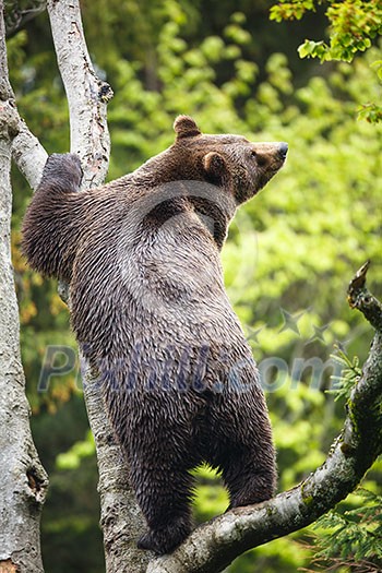 Brown bear (Ursus arctos) Brown bear (Ursus arctos)