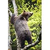 Brown bear (Ursus arctos)
