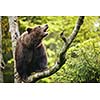 Brown bear (Ursus arctos), sitting on a tree, screaming loudly