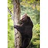 Brown bear (Ursus arctos)