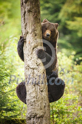 Brown bear (Ursus arctos) Brown bear (Ursus arctos)