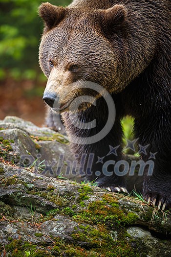 Brown bear (Ursus arctos) Brown bear (Ursus arctos)