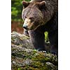 Brown bear (Ursus arctos)
