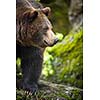 Brown bear (Ursus arctos)