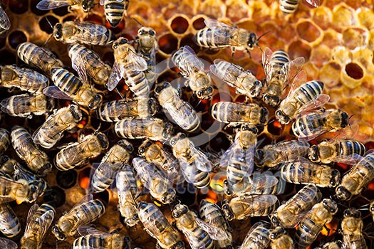 Macro shot of bees swarming on a honeycomb Macro shot of bees swarming on a honeycomb