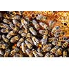 Macro shot of bees swarming on a honeycomb