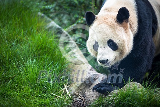 Giant panda (Ailuropoda melanoleuca) Giant panda (Ailuropoda melanoleuca)