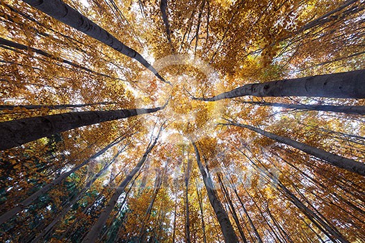 autumn forest treetops (intentionally distorted image; shot with a fisheye lens) autumn forest treetops (intentionally distorted image; shot with a fisheye lens)