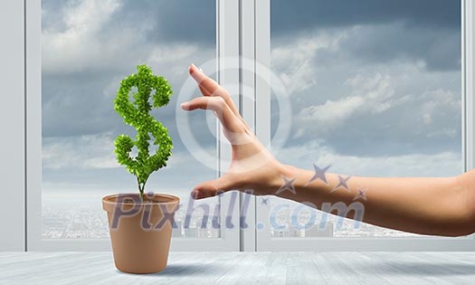 Conceptual image of green plant in pot Conceptual image of green plant in pot