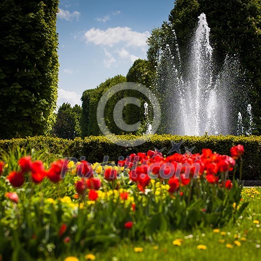 Beautiful blossoming tulip flowers in the spring sunshine Beautiful blossoming tulip flowers in the spring sunshine