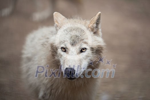 Arctic Wolf (Canis lupus arctos) aka Polar Wolf or White Wolf - Close-up portrait of this beautiful predator Arctic Wolf (Canis lupus arctos) aka Polar Wolf or White Wolf - Close-up portrait of this beautiful predator