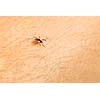 Tick - parasitic arachnid blood-sucking carrier of various diseases
