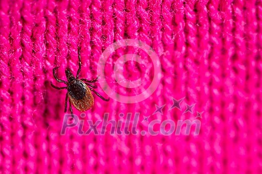 Tick - parasitic arachnid blood-sucking carrier of various diseases Tick - parasitic arachnid blood-sucking carrier of various diseases