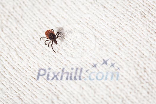 Tick - parasitic arachnid blood-sucking carrier of various diseases Tick - parasitic arachnid blood-sucking carrier of various diseases