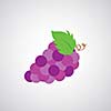 wine grape vector cartoon on white background