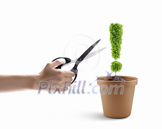 Image of human hand cutting leaves of pot plant Image of human hand cutting leaves of pot plant