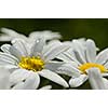 Close-up of Daisies