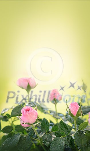 Pink roses on a green background Pink roses on a green background