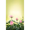 Pink roses on a green background