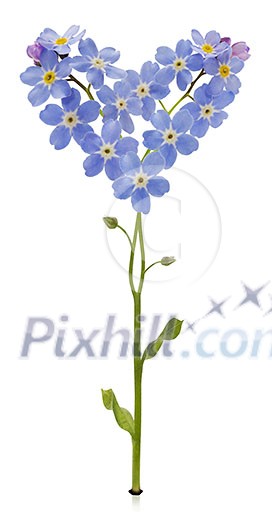 Heart shape Forget me not with stem and leaves isolated against white background Heart shape Forget me not with stem and leaves isolated against white background