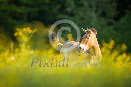 Przewalski horse grazing on a lovely meadow Przewalski horse grazing on a lovely meadow