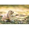 black tailed prairie dog