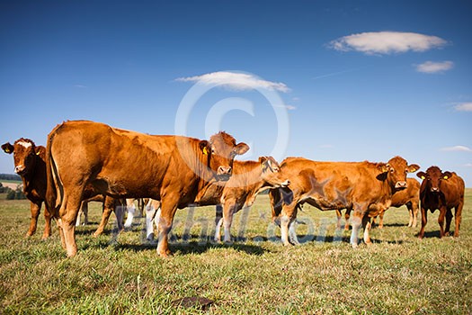 Cows grazing on a lovely green pasture Cows grazing on a lovely green pasture