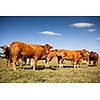 Cows grazing on a lovely green pasture