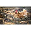 Hen in a farmyard (Gallus gallus domesticus)