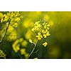 Colza (Brassica rapa)